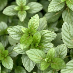 HERB HOME GROWN PEPPERMINT CHOCOLATE MINT 3.5"